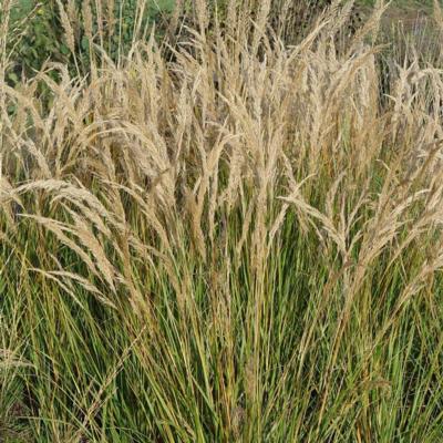 Stipa calamagrostis 'Allgäu'